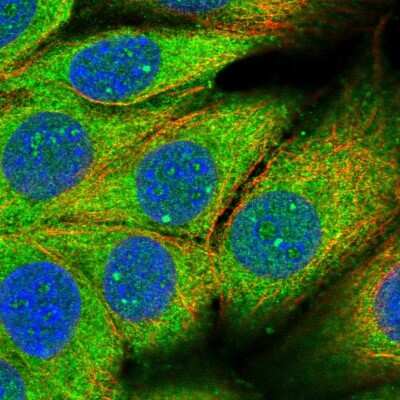 Immunocytochemistry/ Immunofluorescence PAFAH1B2 Antibody - BSA Free