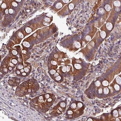 Immunohistochemistry-Paraffin PAFAH1B2 Antibody - BSA Free