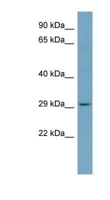 Western Blot: PAFAH1B2 Antibody [NBP1-56301] - PANC1 cell lysate, concentration 0.2-1 ug/ml.