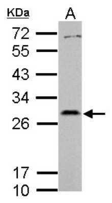 Western Blot: PAFAH1B2 Antibody [NBP2-19677] - Sample (30 ug of whole cell lysate) A: HepG2 12% SDS PAGE gel, diluted at 1:1000.