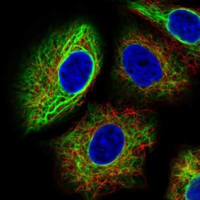 Immunocytochemistry/ Immunofluorescence PAFAH1B3 Antibody - BSA Free