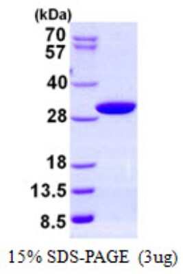 SDS-PAGE Recombinant Human PAFAH1B3 His Protein