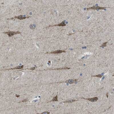 Immunohistochemistry-Paraffin PAFAH2 Antibody - BSA Free