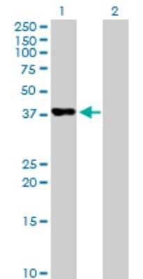 Western Blot: PAFAH2 Antibody [H00005051-B01P] - Analysis of PAFAH2 expression in transfected 293T cell line by PAFAH2 polyclonal antibody.  Lane 1: PAFAH2 transfected lysate(43.12 KDa). Lane 2: Non-transfected lysate.