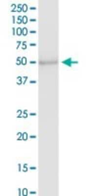 Western Blot PAFAH2 Antibody - Azide and BSA Free