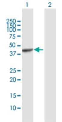 Western Blot PAFAH2 Antibody - Azide and BSA Free