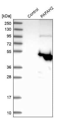 Western Blot PAFAH2 Antibody - BSA Free