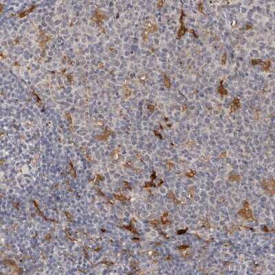 Immunohistochemistry-Paraffin: PAFR Antibody [NBP1-90346] - Staining of human lymph node shows strong cytoplasmic positivity in subsets of immune cells.