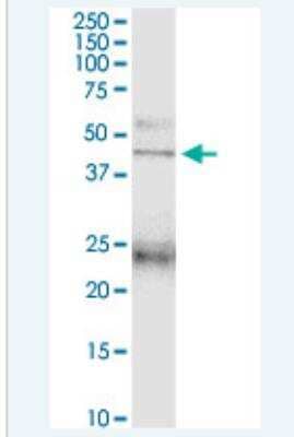 Western Blot: PAFR Antibody [H00005724-B01P-50ug] - PTAFR MaxPab polyclonal antibody. Western Blot analysis of PTAFR expression in mouse testis.