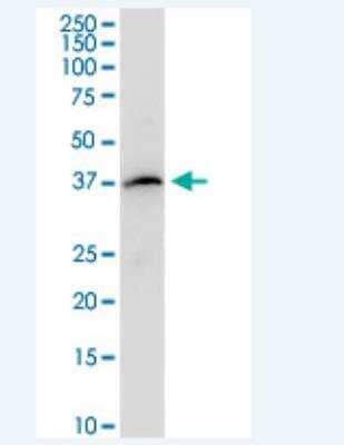 Western Blot: PAFR Antibody [H00005724-B01P-50ug] - PTAFR MaxPab polyclonal antibody. Western Blot analysis of PTAFR expression in mouse kidney