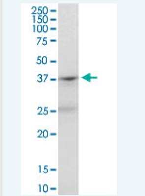 Western Blot PAFR Antibody - Azide and BSA Free
