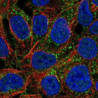 Immunocytochemistry/Immunofluorescence: PAG1 Antibody [NBP2-56541] - Staining of human cell line RT4 shows localization to plasma membrane & vesicles. Antibody staining is shown in green.