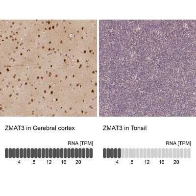 <b>Orthogonal Strategies Validation. </b>Immunohistochemistry-Paraffin: PAG608 Antibody [NBP2-62599] - Immunohistochemistry analysis in human cerebral cortex and tonsil tissues using Anti-ZMAT3 antibody. Corresponding ZMAT3 RNA-seq data are presented for the same tissues.