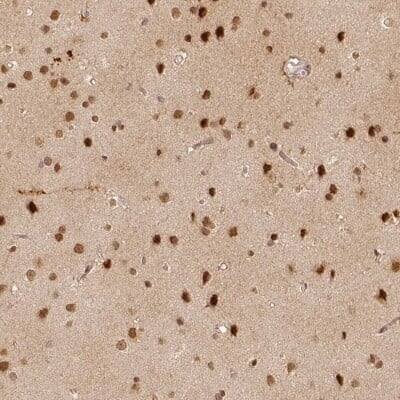 Immunohistochemistry-Paraffin: PAG608 Antibody [NBP2-62599] - Staining of human cerebral cortex shows high expression.