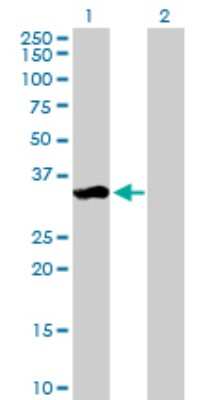 Western Blot: PAG608 Antibody [H00064393-B01P] - Analysis of ZMAT3 expression in transfected 293T cell line by ZMAT3 polyclonal antibody.  Lane 1: WIG1 transfected lysate(31.9 KDa). Lane 2: Non-transfected lysate.