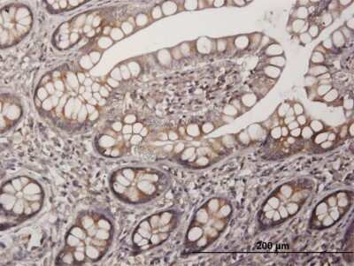 Immunohistochemistry-Paraffin: PAGE1 Antibody [H00008712-B01P] - Analysis of purified antibody to PAGE1 on formalin-fixed paraffin-embedded human small Intestine. (antibody concentration 3 ug/ml)