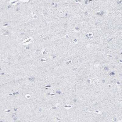 Immunohistochemistry-Paraffin: PAGE1 Antibody [NBP1-85414] - Staining of human cerebral cortex shows no positivity in neurons as expected.