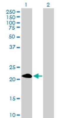 Western Blot: PAGE4 Antibody [H00009506-B01P] - Analysis of PAGE4 expression in transfected 293T cell line by PAGE4 polyclonal antibody.  Lane 1: PAGE4 transfected lysate(11.22 KDa). Lane 2: Non-transfected lysate.