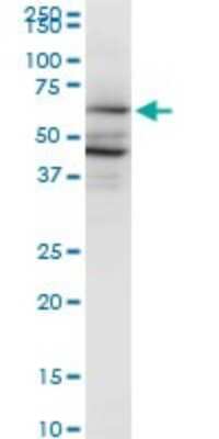 Western Blot: PAIP1 Antibody (2D11) [H00010605-M04] - Analysis of PAIP1 expression in HeLa(Cat # L013V1).