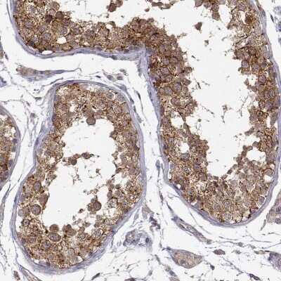 Immunohistochemistry-Paraffin: PAIP1 Antibody [NBP2-68963] - Immunohistochemical staining of human testis shows strong cytoplasmic positivity in cells in seminiferous ducts.