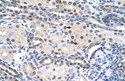 Immunohistochemistry-Paraffin: PAIP1 Antibody [NBP1-57310] - Human kidney Tissue, antibody concentration 4-8ug/ml. Cells with positive label: renal corpuscle cells (indicated with arrows) 400X magnification.