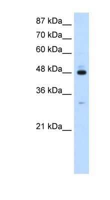 Western Blot: PAIP1 Antibody [NBP1-57310] - HepG2 cell lysate, Antibody Titration: 1.25ug/ml