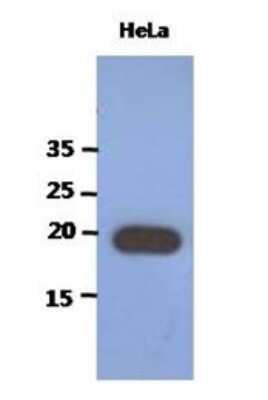 Western Blot: PAIP2 Antibody (1C12) [NBP2-22555] - The extracts of HeLa (40ug) were resolved by SDS-PAGE, transferred to PVDF membrane and probed with anti-human PAIP2 antibody (1:1000). Proteins were visualized using a goat anti-mouse secondary antibody conjugated to HRP and an ECL detection system.