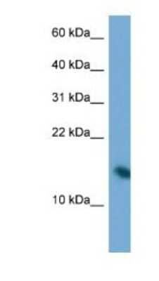 Western Blot PAIP2 Antibody