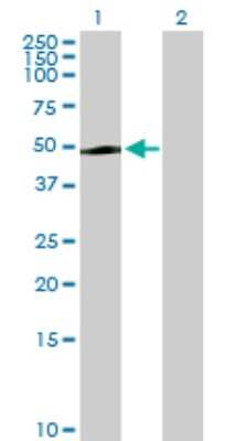 Western Blot: PAK1 interacting protein 1 Antibody [H00055003-B01P] - Analysis of PAK1IP1 expression in transfected 293T cell line by PAK1IP1 polyclonal antibody.  Lane 1: PAK1IP1 transfected lysate(43.23 KDa). Lane 2: Non-transfected lysate.