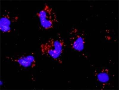 Proximity Ligation Assay: PAK2 Antibody (1E1) [H00005062-M01] - Analysis of protein-protein interactions between CASP3 and PAK2. HeLa cells were stained with anti-CASP3 rabbit purified polyclonal 1:1200 and anti-PAK2 mouse monoclonal antibody 1:50. Each red dot represents the detection of protein-protein interaction complex, and nuclei were counterstained with DAPI (blue).