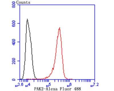 Flow Cytometry: PAK2 Antibody (JB41-84) [NBP2-75607] - Analysis of A431 cells with  PAK2 antibody at 1/100 dilution (red) compared with an unlabelled control (cells without incubation with primary antibody; black). Alexa Fluor 488-conjugated goat anti rabbit IgG was used as the secondary antibody.