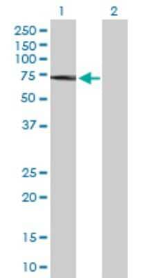 Western Blot: PAK2 Antibody [H00005062-D01P] - Analysis of PAK2 expression in transfected 293T cell line by PAK2 polyclonal antibody.Lane 1: PAK2 transfected lysate(58.00 KDa).Lane 2: Non-transfected lysate.