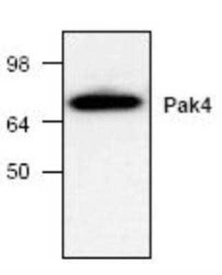 Western Blot: PAK4 Antibody [NBP1-45763] - Analysis of PAK4 expression with COS cell lysate.