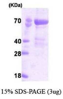 SDS-Page: Recombinant Human PAK4 Protein [NBC1-18517] - 68.3 kDa (628 aa) with a purity of 90% by SDS - PAGE