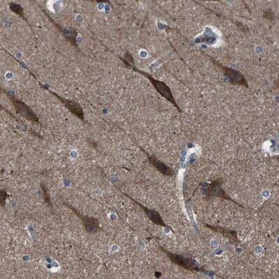 Immunohistochemistry-Paraffin: PAK5 Antibody [NBP1-89609] - Staining of human cerebral cortex shows strong cytoplasmic positivity in neuronal cells.