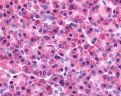 Immunohistochemistry-Paraffin: PAK5 Antibody [NLS7963] - Analysis of anti-PAK7 antibody with human pancreas at 5 ug/ ml