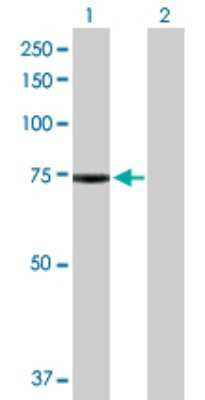 Western Blot: PAK6 Antibody [H00056924-D01P] - Analysis of PAK6 expression in transfected 293T cell line by PAK6 polyclonal antibody.Lane 1: PAK6 transfected lysate(74.90 KDa).Lane 2: Non-transfected lysate.