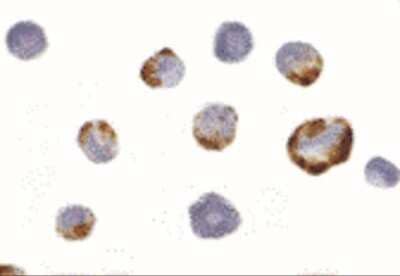 Immunocytochemistry/Immunofluorescence: PAK7 Antibody [NBP1-77237] - K562 cells with PAK5 antibody at 2 ug/mL.