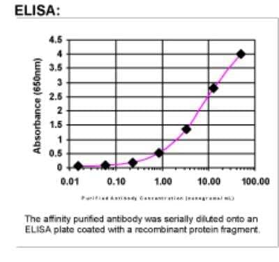 ELISA: PALB2 Antibody [21340002] - The affinity purified antibody was serially diluted onto anELISA plate coated with a recombinant protein fragment.
