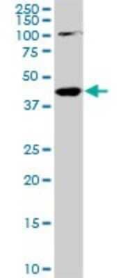 Western Blot PALM2 Antibody (1A8) - Azide and BSA Free