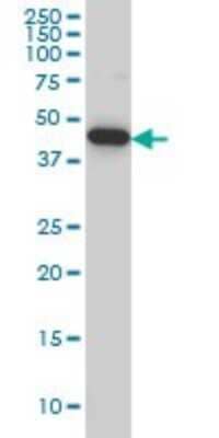 Western Blot PALM2 Antibody (1A8) - Azide and BSA Free