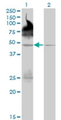 Western Blot PALM2 Antibody (1A8) - Azide and BSA Free