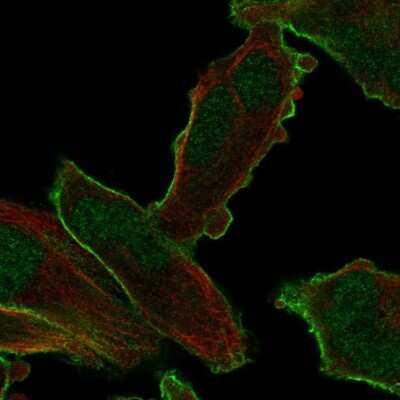 Immunocytochemistry/ Immunofluorescence PALM2 Antibody - BSA Free