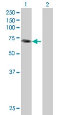 Western Blot PALM2 Antibody - Azide and BSA Free