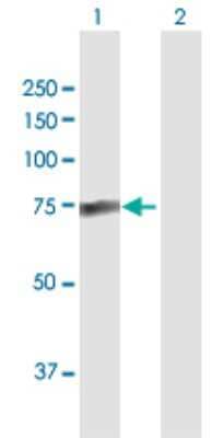 Western Blot: PALM2 Antibody [H00114299-D01P] - Analysis of PALM2 expression in transfected 293T cell line by PALM2 polyclonal antibody.Lane 1: PALM2 transfected lysate(42.20 KDa).Lane 2: Non-transfected lysate.