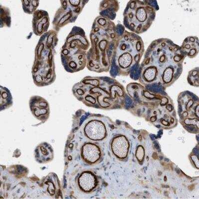 Immunohistochemistry-Paraffin PALMD Antibody - BSA Free