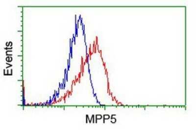 Flow Cytometry: PALS1/MPP5 Antibody (OTI2D3) - Azide and BSA Free [NBP2-73234] - Analysis of Hela cells, using anti-MPP5 antibody, (Red), compared to a nonspecific negative control antibody (Blue).