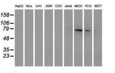 Western Blot: PALS1/MPP5 Antibody (OTI2D3) - Azide and BSA Free [NBP2-73234] - Analysis of extracts (35ug) from 9 different cell lines by using anti-MPP5 monoclonal antibody (HepG2: human; HeLa: human; SVT2: mouse; A549: human; COS7: monkey; Jurkat: human; MDCK: canine; PC12: rat; MCF7: human).