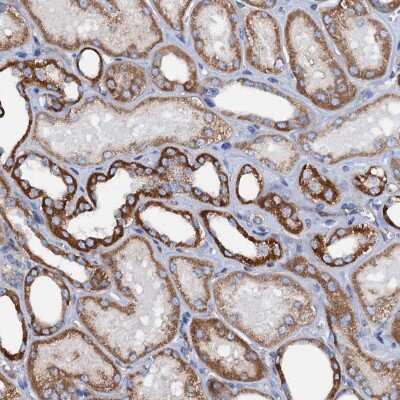 Immunohistochemistry-Paraffin: PAMCI Antibody [NBP1-80937] - Staining of human kidney shows strong cytoplasmic positivity in cells in tubules.
