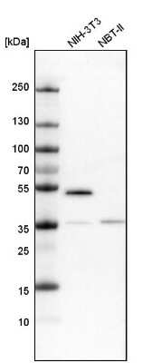 Western Blot: PAMCI Antibody [NBP1-80937] - Analysis in mouse cell line NIH-3T3 and rat cell line NBT-II.